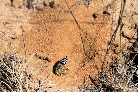 Sand Wasp (Bembix sp) (Bembix sp)